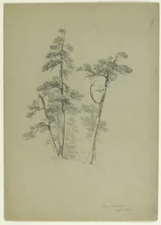 Studie van bomen, Pine Orchard, Catskill, New York, 1848 (grafiet op grijsgroen papier)